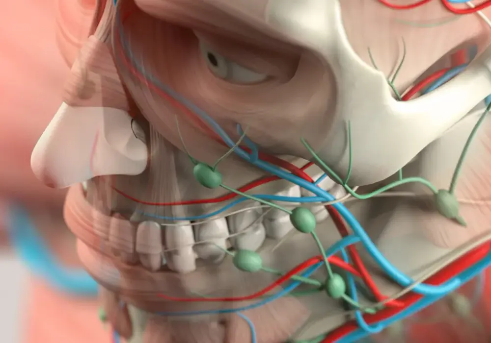 Kości na twarzy: anatomia i wpływ na wygląd twarzoczaszki