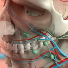 Kości na twarzy: anatomia i wpływ na wygląd twarzoczaszki