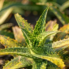 Dlaczego aloes żółknie i czy jest to powód do niepokoju?