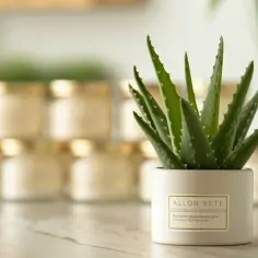 Aloe vera w kremach do twarzy: Cudowne działanie?