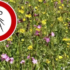 Jakich olejków nie lubią kleszcze? Odkryj naturalne repelenty
